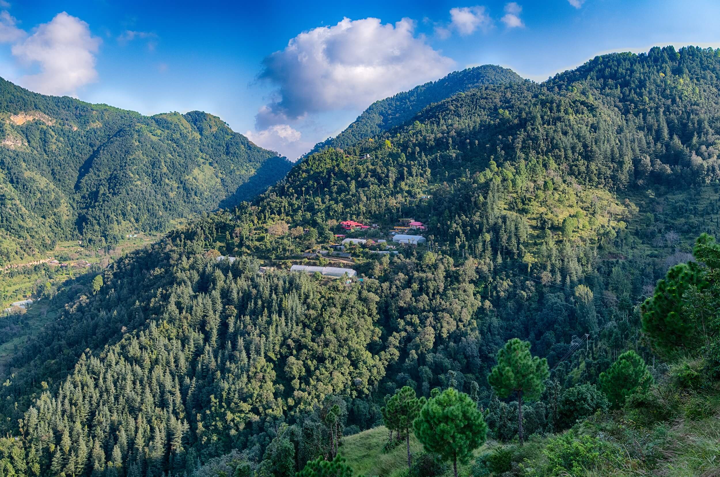 Beautiful resort surrounded by pine trees